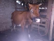 Продаю корову