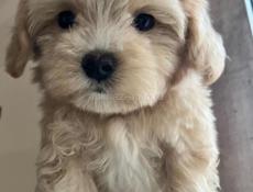 Мальтипу щенки