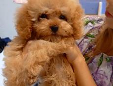 Мальтипу щенки