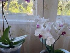 Орхидеи