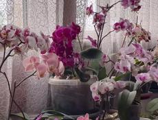 Орхидеи