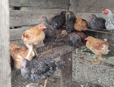 Продаю цыплят разных пород им 5 месяцев 