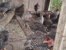 Продаю цыплят разных пород им 5 месяцев 
