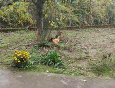 Продаю цыплят разных пород им 5 месяцев 