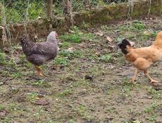 Продаю цыплят разных пород им 5 месяцев 