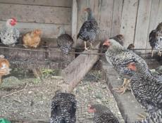 Продаю цыплят разных пород им 5 месяцев 