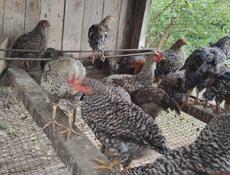 Продаю цыплят разных пород им 5 месяцев 