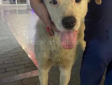 🆘🆘отдаем пса в добрые руки 🆘🆘