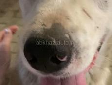 🆘🆘отдаем пса в добрые руки 🆘🆘