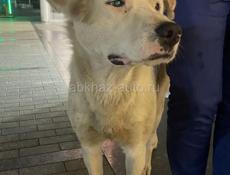 🆘🆘отдаем пса в добрые руки 🆘🆘