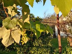 Хороший участок по ул. Куруа с фруктовым садом