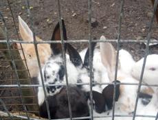 Кролики большой пароды