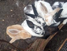 Кролики большой пароды