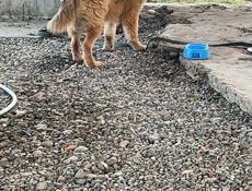 Чау Чау с овчаркой