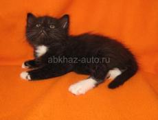 Отдам чудесного котёнка в добрые руки Чёрненький с белыми сапожками и белой мордочкой Центральный рынок Звонить или писать на ватсап 7752026