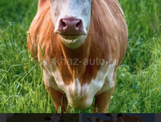 Требуется рабочий на ферму 