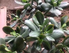 Продается толстянка