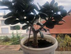 Продается толстянка