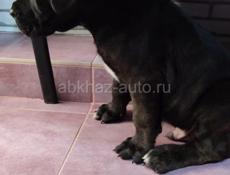 Щенок Кане Корсо