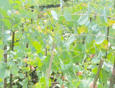 Саженцы  Эвкалипта