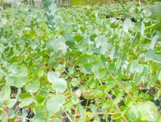 Саженцы  Эвкалипта