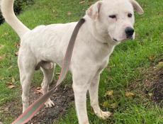 🆘🆘🆘🆘СРОЧНО ОТДАЕМ ПСА В ДОБРЫЕ РУКИ🆘🆘🆘🆘