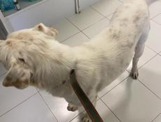 🆘🆘🆘🆘СРОЧНО ОТДАЕМ ПСА В ДОБРЫЕ РУКИ🆘🆘🆘🆘