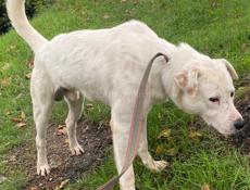 🆘🆘🆘🆘СРОЧНО ОТДАЕМ ПСА В ДОБРЫЕ РУКИ🆘🆘🆘🆘