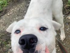 🆘🆘🆘🆘СРОЧНО ОТДАЕМ ПСА В ДОБРЫЕ РУКИ🆘🆘🆘🆘