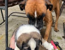 Продаются щенок боксера