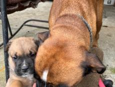 Продаются щенки боксера