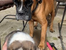 Продаются щенки боксера