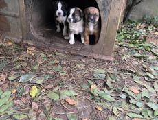 Продаются щенки боксера