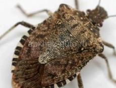 Уничтожение мраморных клопов, термитов