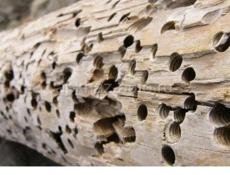 Уничтожение мраморных клопов, термитов