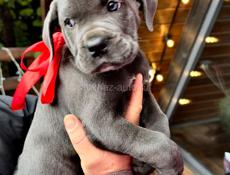 Щенок Кане Корса