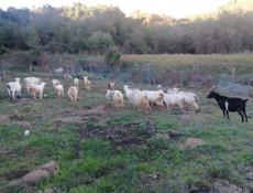 Продаю козы! 