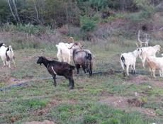 Продаю козы!