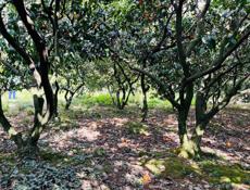 УЧАСТОК ПСАХАРА