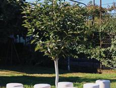 Сдаю пуфики на прокат