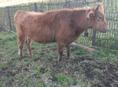 Продается бычок 100кг