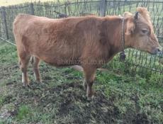 Продается бычок 100кг