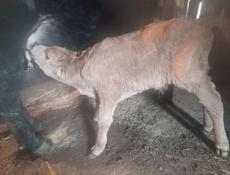 Продаю теленка срочно 