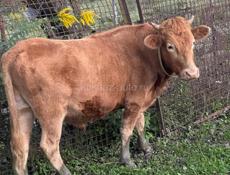 От 140 до 160 кг все 3