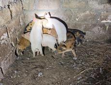 Продам поросят