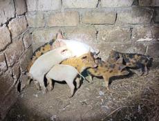 Продам поросят