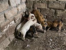 Продам поросят