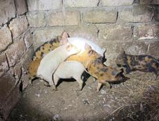 Продам поросят