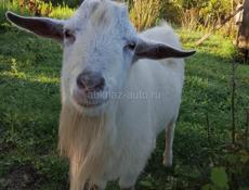продаю козла 2 летнего чисто белого