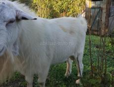продаю козла 2 летнего чисто белого